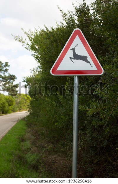 warning traffic sign for danger of crossing animals,\
coarse game or deer