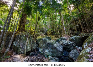 Springbrook National Park Images Stock Photos Vectors