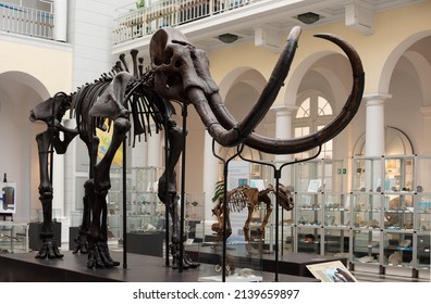 Warsaw. Poland. 03.21.2022. Mammoth skeleton in Geological Museum of National Research Institute.