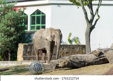 Warsaw, Poland - October 13 2019: Elephant On The Catwalk. Warsaw Zoo. Sunny Day In The Zoo. African Wild Animals.