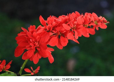 Warszewiczia coccinea (or chaconia, wild poinsettia,pride of Trinidad and Tobago)It is the national flower of Trinidad and Tobago.The plant (part not specified) is used in the treatment of haemorrhage - Shutterstock ID 2148184269