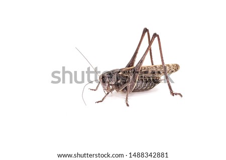   Wart biter  katydid bush cricket Decticus verrucivorus isolated on white background                           