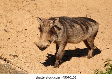 Wart Hog