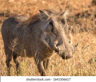 Wart Hog In The African Bush 