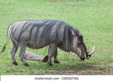 Wart Hog Outdoors In The Grass