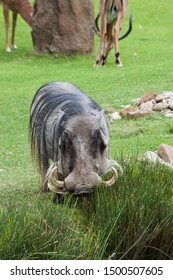 Wart Hog Outdoors In The Grass