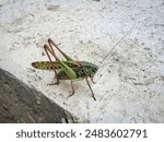 The wart-biter (Decticus verrucivorus), a bush-cricket in the family Tettigoniidae on a concrete surface near the house.