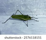 The wart-biter (Decticus verrucivorus) on the with wall for background