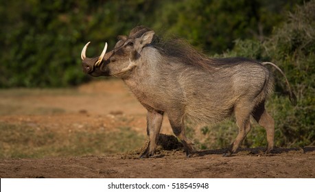 Warthog
