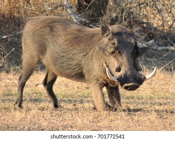 Warthog