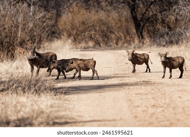 warthog african pig family in the bush crossing a dirt road - Powered by Shutterstock