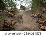 A warthog is attacked and surrounded by a pack of aggressive wild dogs, photographed in Botswana, Africa