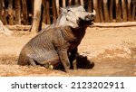 Warthog bathing in mud pool