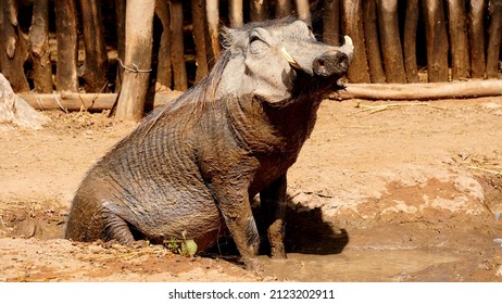 Warthog bathing in mud pool