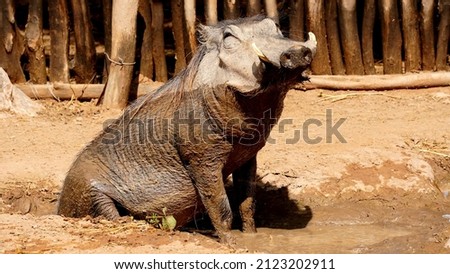 Warthog bathing in mud pool