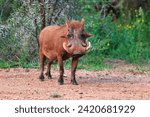 warthog bush pig walking in the bush, wildlife game reserve in Botswana