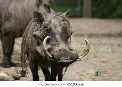 Warthog Face