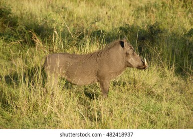 Warthog In Grass, Phinda Private Game Reserve, South Africa