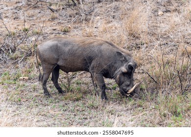 A warthog grazes in the savannah of Kruger National Park, South Africa - Powered by Shutterstock