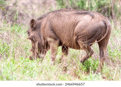 warthog grazing on the savannah in the african bush - Powered by Shutterstock