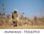 Warthog with a mohawk