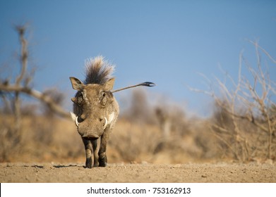 Warthog with a mohawk