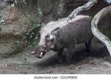 Warthog With Mud In Woodland Park Zoo