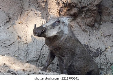 Warthog With Mud In Woodland Park Zoo