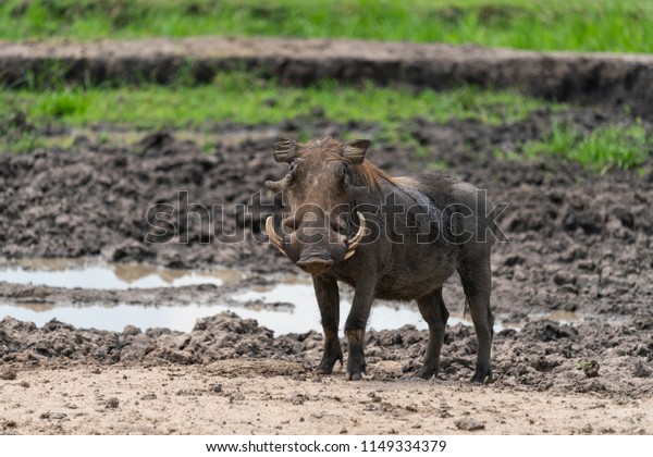 The warthog near the\
mud pit in Uganda