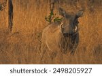 Warthog on high alert in South Africa