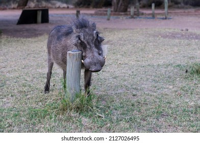 Warthog, Phacochoerus Africanus, In Namibia, Africa.