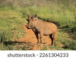 A warthog (Phacochoerus africanus) in natural habitat, Mokala National Park, South Africa
