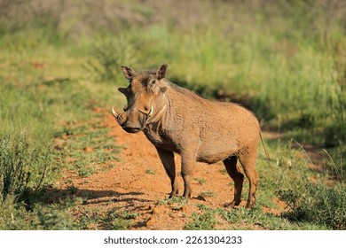 A warthog (Phacochoerus africanus) in natural habitat, Mokala National Park, South Africa