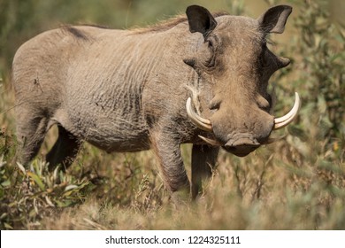 The Warthog Portrait