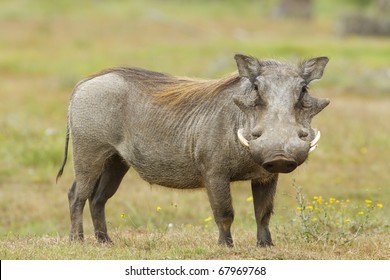 Warthog Profile