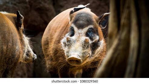 warthog hog