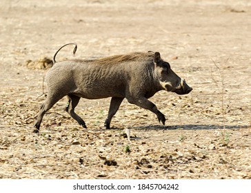 823 Warthog tail Images, Stock Photos & Vectors | Shutterstock