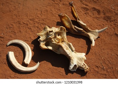 Warthog Skull, African Mammal