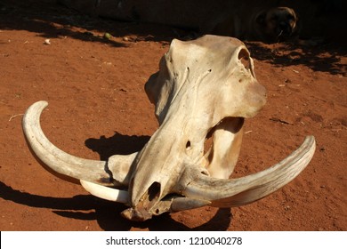 Warthog Skull, Close-up, Front View 