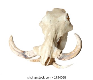 Warthog Skull On White Background Stock Photo 1954068 | Shutterstock