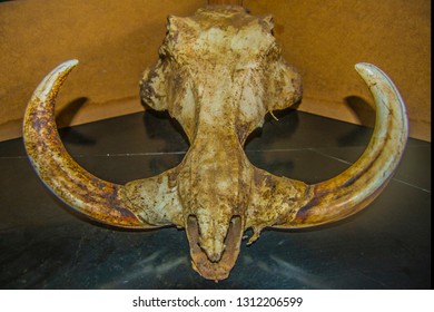 Warthog Skull With Tusks