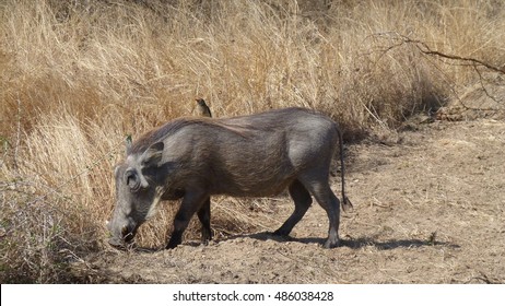 Warthog in South africa