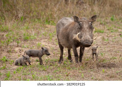 Warthog sow and her piglets seen on a safari in South Africa