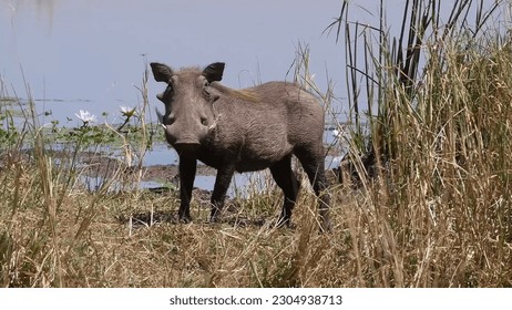 A warthog stands in the grass in front of a lake. - Powered by Shutterstock