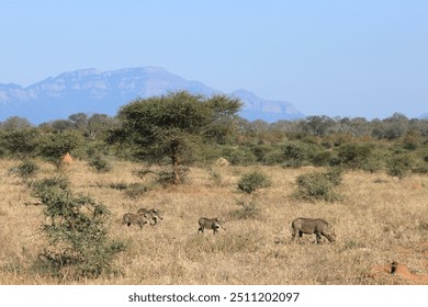 Warthogs grazing in the African savanna with a mountain and trees  - Powered by Shutterstock