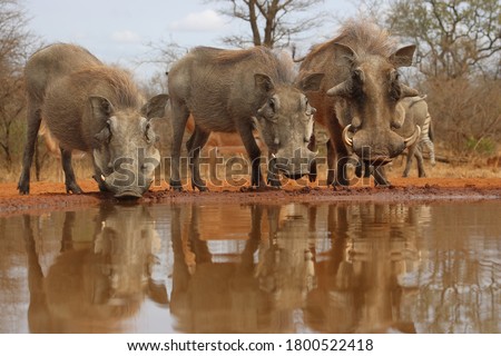 warthogs lining up to drink water