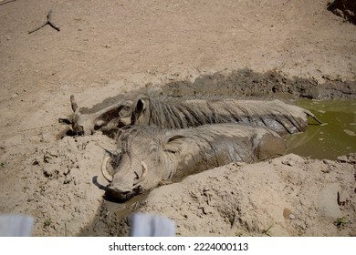 Warthogs In A Mud Bath