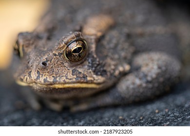 Warts And Large Glassy Eyes Adorn The Face Of A Common American Toad Resting On A Grey Carpet.