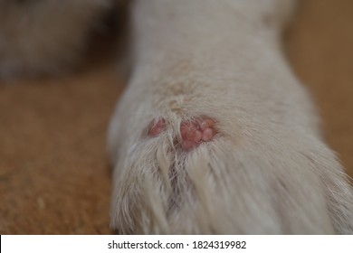 what does a wart on a dog look like