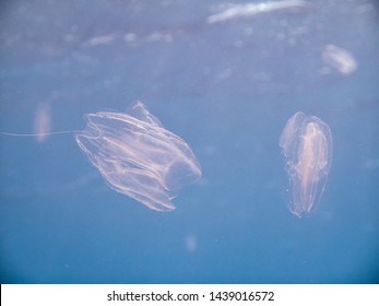 Warty Comb Jelly In Red Sea, Aqaba, Jordan